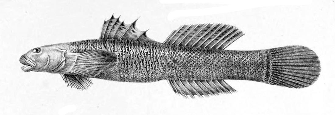 Cotylopus_acutipinnis selon Wikimedia